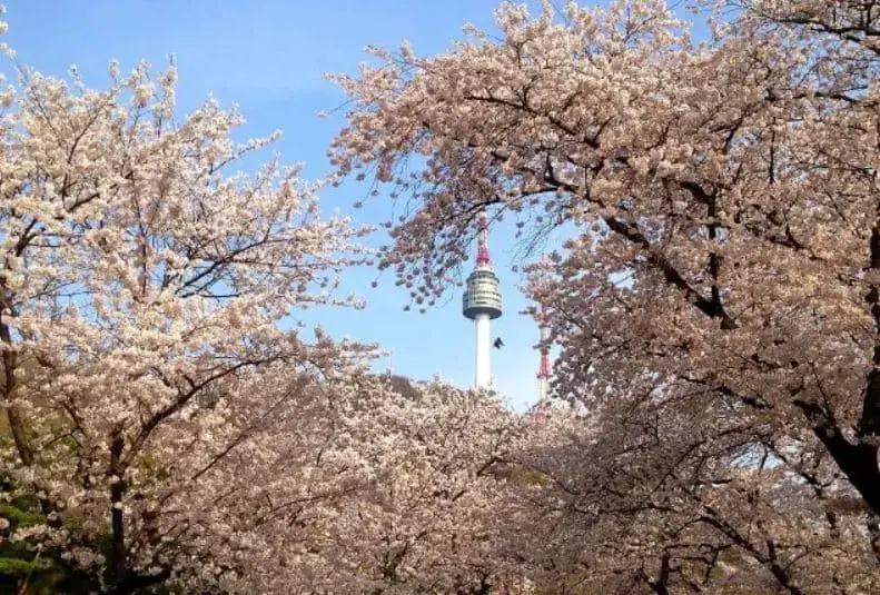 남산공원-벚꽃